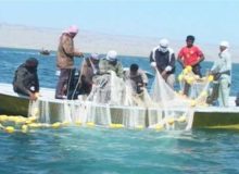 جاسک به شهرستانی ویژه در حوزه شیلات تبدیل شده است