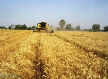 آغاز فصل برداشت خوشه های طلایی گندم از مزارع استان کرمانشاه