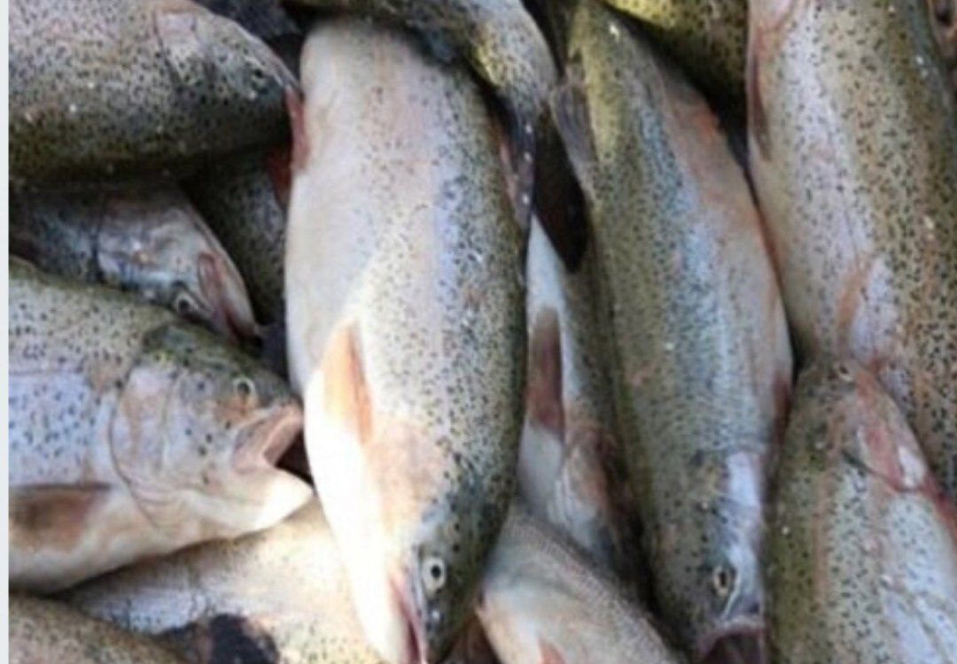 اشتغال‌زایی سه هزار و ۷۳۸ نفر در مزارع پرورش ماهی کرمانشاه