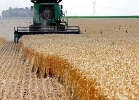 خرید تضمینی ٨٠۵ هزار تن گندم در کرمانشاه