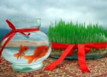 ماهی قرمز سالمترین حیوان خانگی