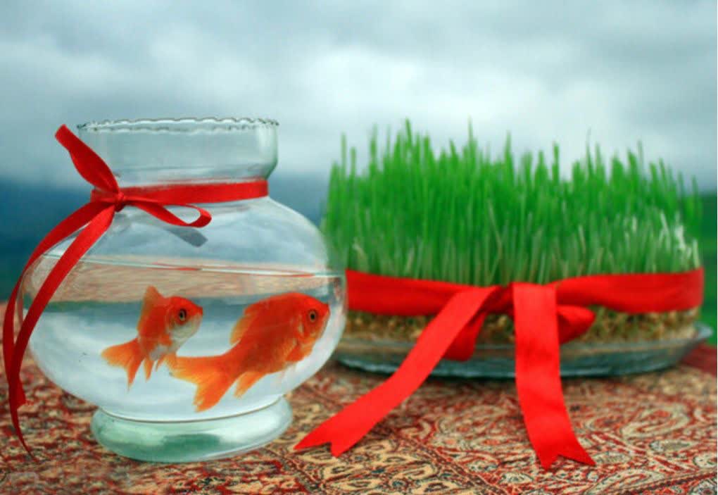 ماهی قرمز سالمترین حیوان خانگی