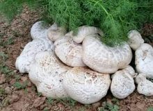 پای تعزیرات به تاراج قارچ کوه‌های سرپل‌ذهاب باز شد