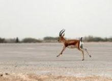 زیست پرجمعیت‌ترین گله‌های آهوی ایرانی در قراویز