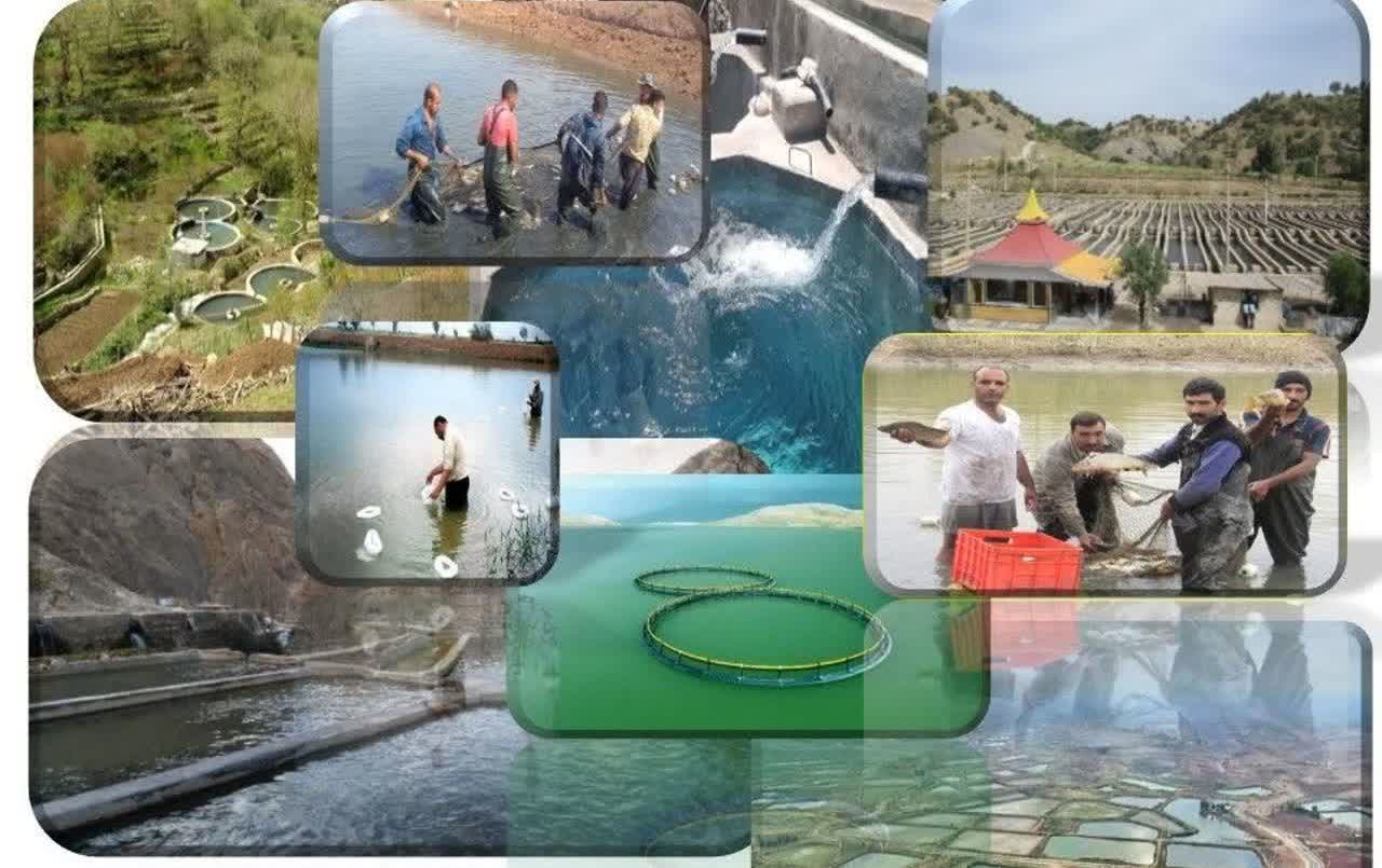 تولید بیش از ۱۷ هزار تن انواع آبزیان در ۹ ماهه امسال در کرمانشاه