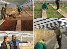 تولید ۵۰۰ هزار نشا‌ء گُل‌فصلی در کرمانشاه