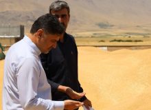 عبور خرید تضمینی گندم استان کرمانشاه از مرز ۵۰۰ هزار تن