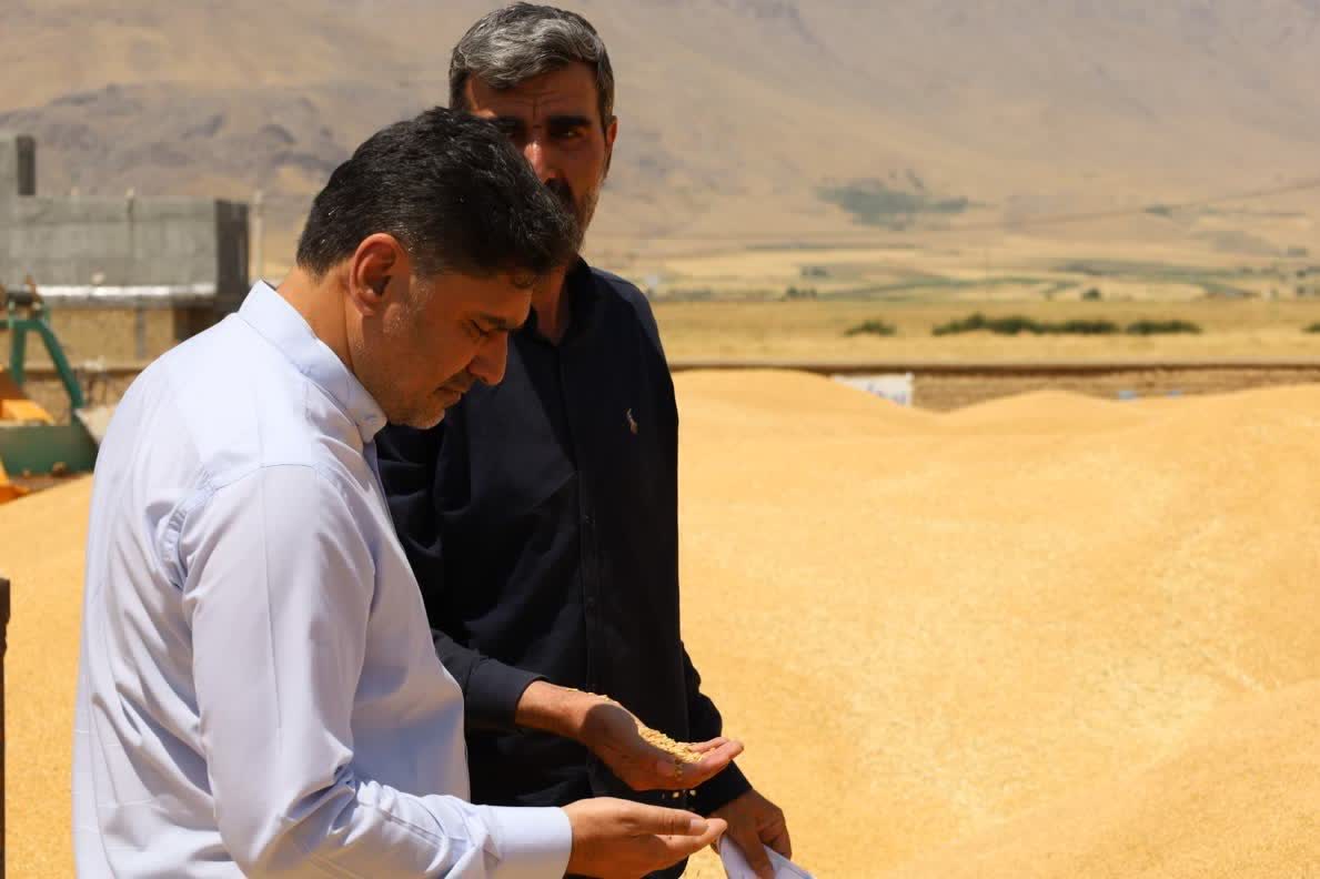 عبور خرید تضمینی گندم استان کرمانشاه از مرز ۵۰۰ هزار تن