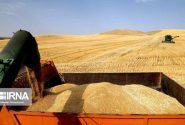 مطالبات گندمکاران هفته آینده پرداخت می شود