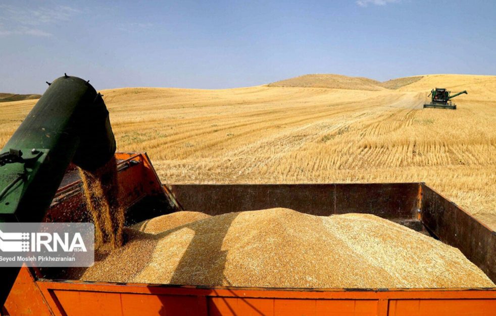 مطالبات گندمکاران هفته آینده پرداخت می شود