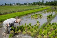 ممنوعیت کشت برنج در مناطق معتدل و سردسیر کرمانشاه