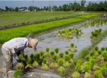ممنوعیت کشت برنج در مناطق معتدل و سردسیر کرمانشاه
