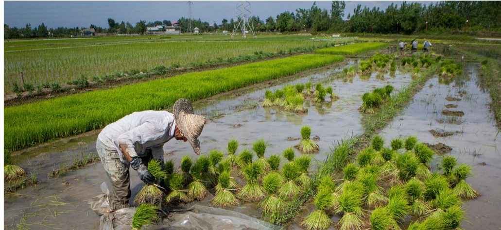 ممنوعیت کشت برنج در مناطق معتدل و سردسیر کرمانشاه