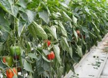 افتتاح و کلنگ‌زنی ۵۲ پروژه بخش کشاورزی در کرمانشاه