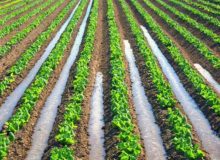 بخش کشاورزی کرمانشاه سالی ۱.۸ میلیارد مترمکعب آب می‌بلعد!