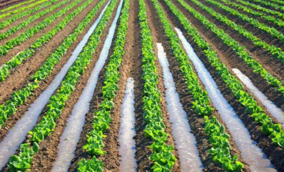 بخش کشاورزی کرمانشاه سالی ۱.۸ میلیارد مترمکعب آب میبلعد!