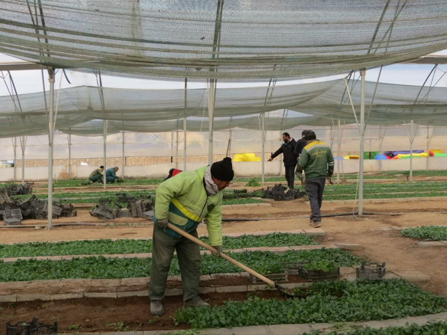 تولید و توزیع ۴۰۰ هزار نشاء گُل فصلی در کرمانشاه